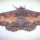 Zale Moth