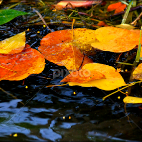 Leaves in Backwaters by Vijayendra Venkatesh - Nature Up Close Leaves & Grasses