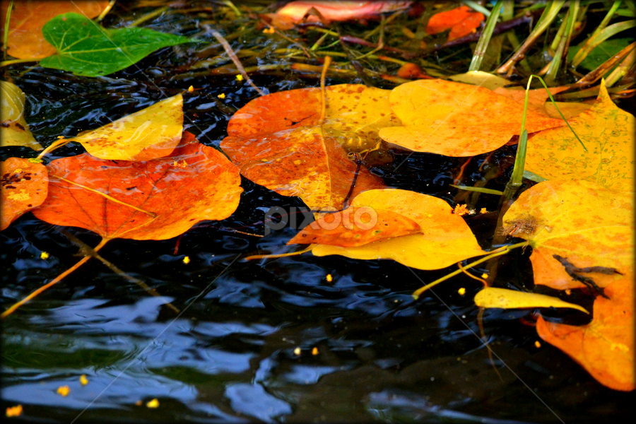 Leaves in Backwaters by Vijayendra Venkatesh - Nature Up Close Leaves & Grasses