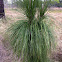 "Baby" long leaf pine tree