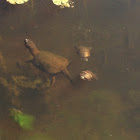 Snapping Turtle and Painted Turtles