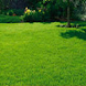 lawn care