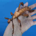 Spiny leaf insect