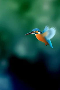 Kingfisher Live Wallpaper