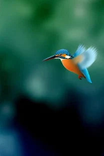 免費個人化App|Kingfisher Live Wallpaper|阿達玩APP