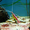 Cleaner Shrimp