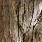 Bald Cypress