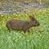 Marsh rabbit