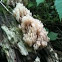 Fungus