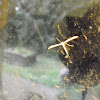 unknown Plume moth