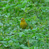 Saffron Finch (female)