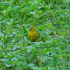 Saffron Finch (female)
