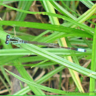 Common Bluetail (Male)