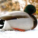 Male Mallard