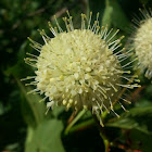 Buttonbush