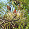 Western Kingbird Nest