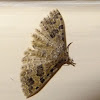 Twenty-plume moth