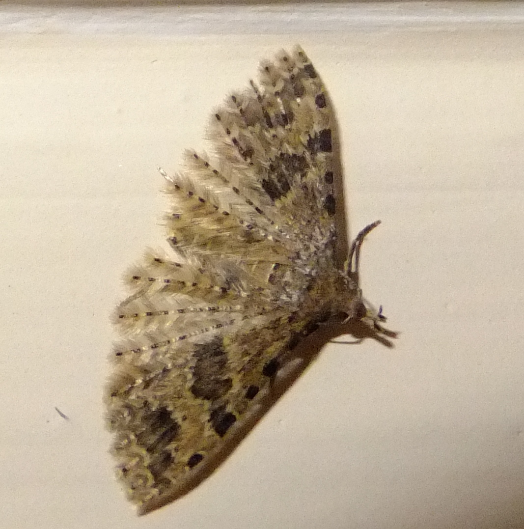 Twenty-plume moth