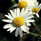 Feverfew