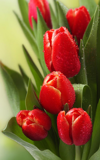 Tulips Live Wallpaper