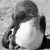 Blue footed Boobie