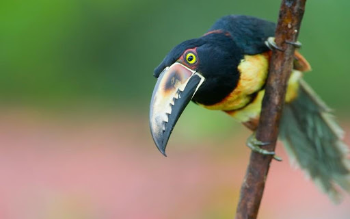 【免費個人化App】Toucan Bird HD Wallpaper-APP點子