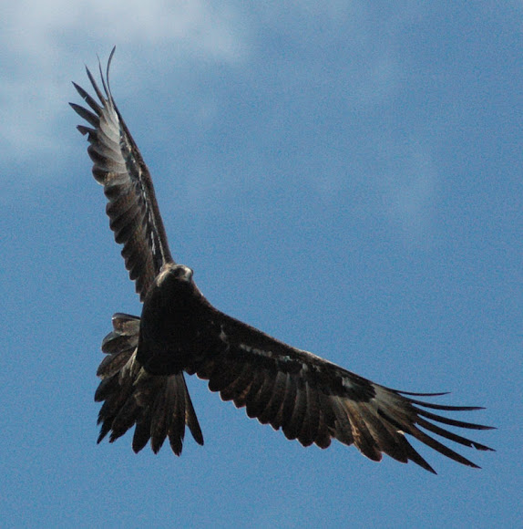 Tasmanian Wedge-tailed Eagle | Project Noah