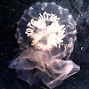 Ribbon jellyfish