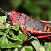 Koppie Foam Grasshopper