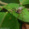 Agrarian sac spider (male)