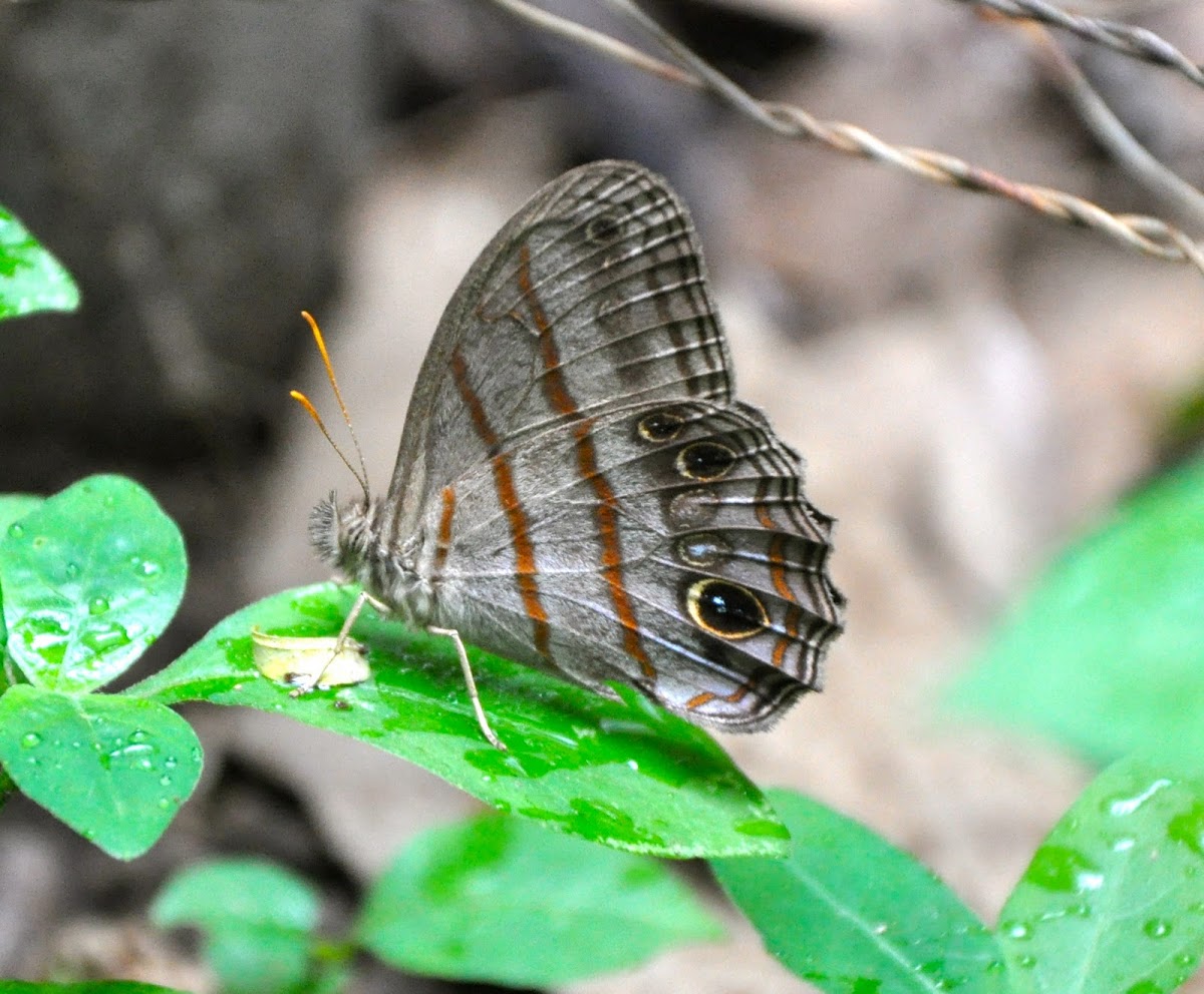 Blue-gray Satyr Butterfly