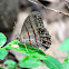 Blue-gray Satyr Butterfly