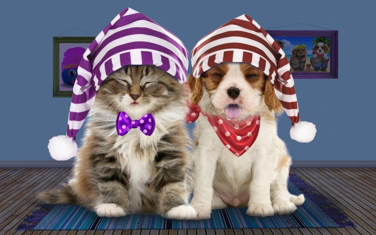 Berbicara Kucing Dan Anjing Apl Android Di Google Play