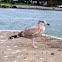 Herring Gull (juvenile)