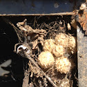 Brown widow spider, egg sacs