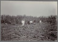 Opzichter in veld bij oogst