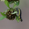 Haploa Moth Larva