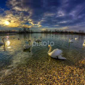 Swan lake by Boris Frković - Landscapes Waterscapes