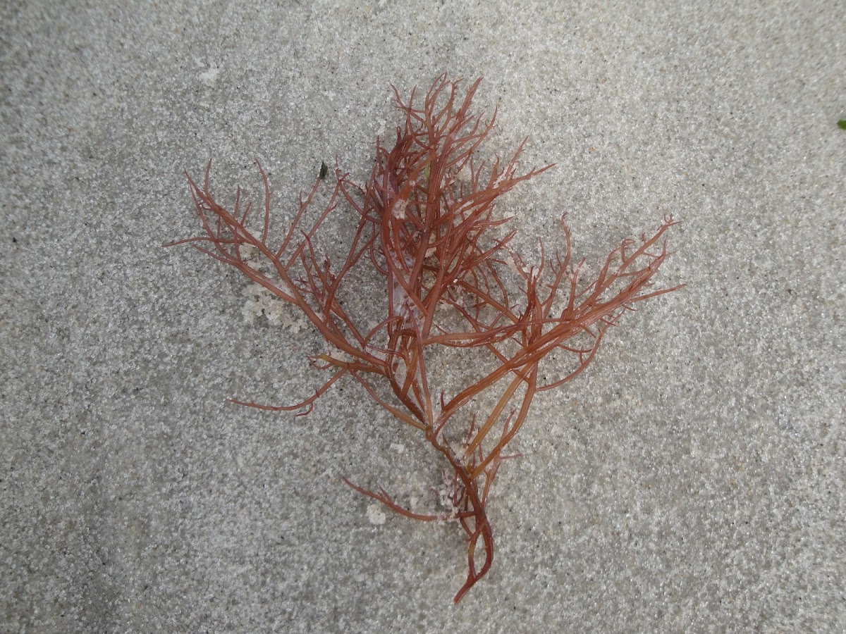 Red algae seaweed