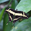 Thoas Swallowtail or King Swallowtail