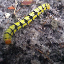 White-tipped black moth (caterpillar)