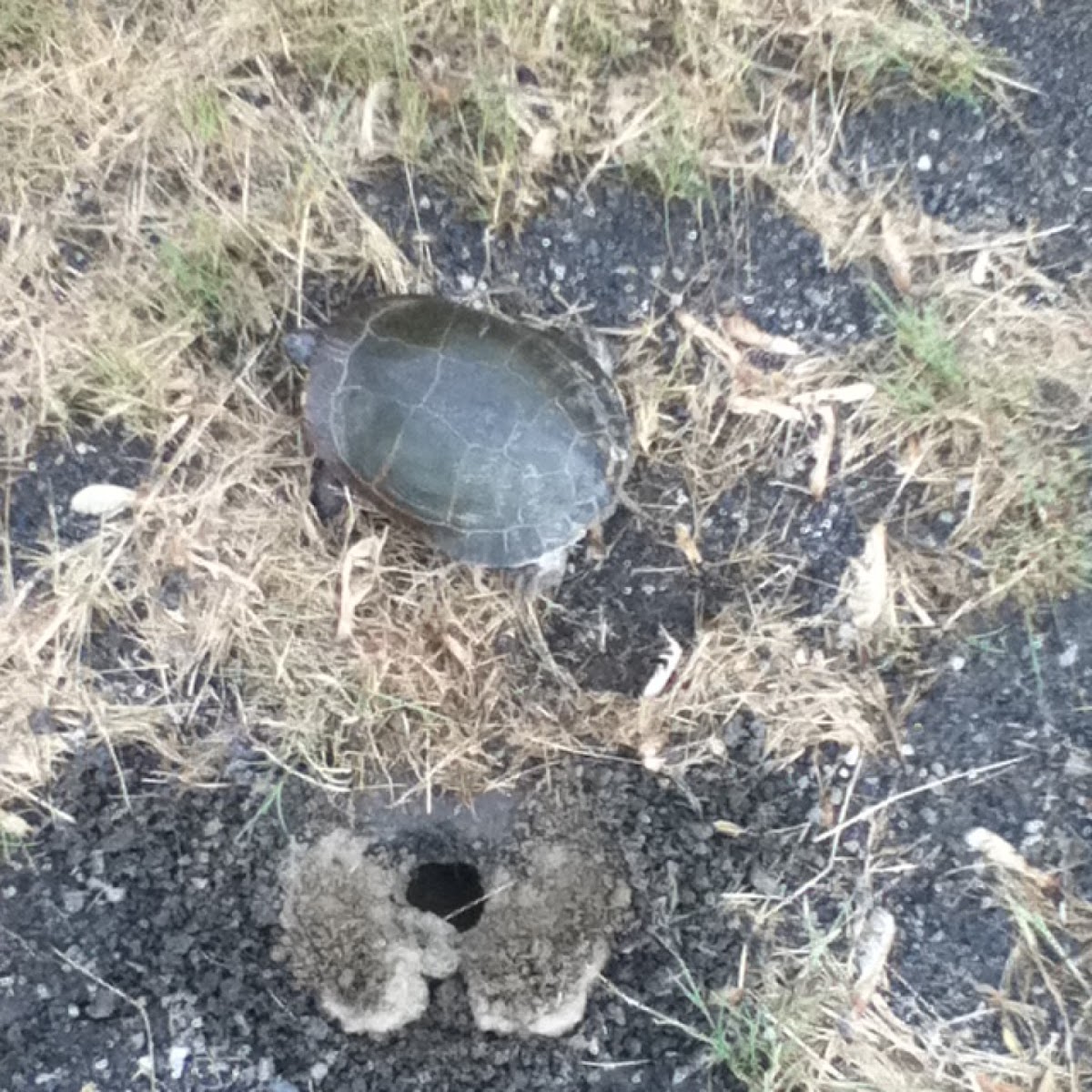 Painted Turtle Laying Eggs