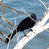 Great-tailed Grackle (Male)