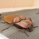 Giant Click Beetles