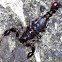 Marbled scorpion