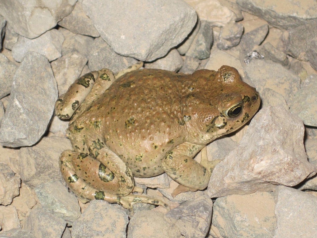 Desert Frog