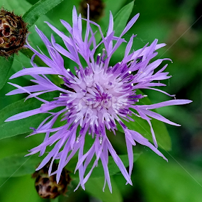 by Bero Planinec - Flowers Flowers in the Wild