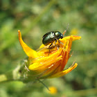 Cylindrical Leaf Beetle