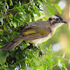 Light-vented or Chinese Bulbul