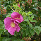 Rugosa rose